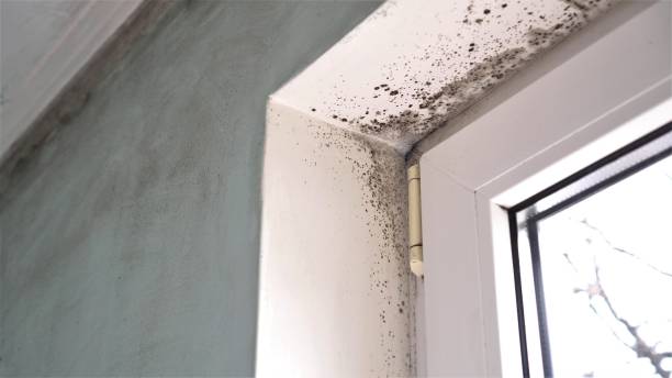 Best Mold Damage Restoration  in Flora, IN